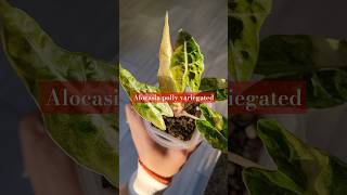 Alocasia Polly Variegated rareplants plants houseplants alocasiapolly alocasiapollyvariegated [upl. by Eiliab]