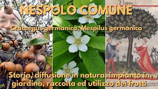 Il nespolo comune Mespilus germanica [upl. by Fosdick217]