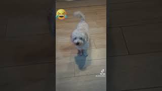 VIDEO DIVERTENTI TIKTOK DOG RISATE PAZZE 🤣 🤣 🤣 lampo lupiniii risate neiperte [upl. by Sueaddaht]