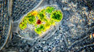 Smallest Heart In Nature Amazing Microscopic HD Video Euglena Viridis 1000x [upl. by Adnauqal368]