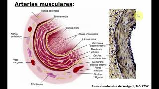 Histología NCR  T14  Vasos Sanguineos [upl. by Laamaj608]