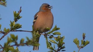 Chaffinch singing II [upl. by Dickerson21]