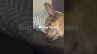 Samuels knocked out dogs youtubeshorts germanshepherd [upl. by Krall]