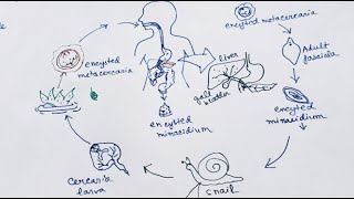 Fasciola Hepatica lifecycle  English   Liver Fluke  Lifecycle [upl. by Agiaf]