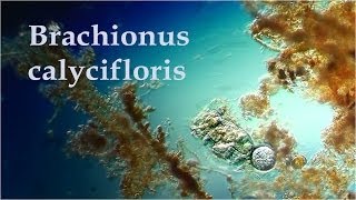 Brachionus calyciflorus [upl. by Colman]