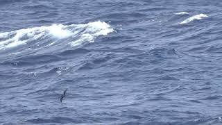 Goulds Petrel 22 Mar 2019 off New Caledonia [upl. by Farrel437]