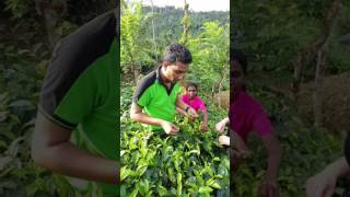 Tea Picking  Plucking Tea at Lumbini Tea Factory Sri Lanka [upl. by Elatsyrk995]