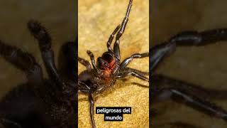 Las 5 arañas más peligrosas del mundo 🕷🕸 [upl. by Abana]