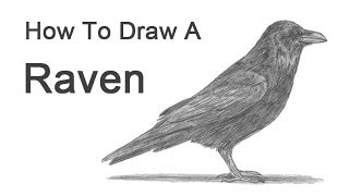 How to Draw a Raven or Crow [upl. by Reldnahc]