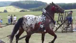 Noriker draft horse pulling [upl. by Leighland]