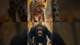 ANIMALS COMPARISONLYNX VS HYNAHHYNACHIMPANZEECHEETAHtrending animals shorts [upl. by Adnuahsar317]