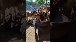 Disfrutando de los bebés becerros vacas cow rancho mexico bcs [upl. by Nadnerb391]