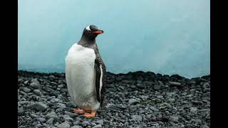 Gentoo penguin sounds [upl. by Yedoc]