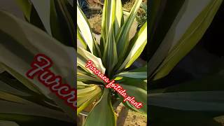 Furcraea foitida plant plants shortsvideo [upl. by Assela696]