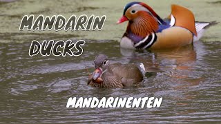 Mandarin Ducks Aix galericulata  Mandarinenten [upl. by Katzir59]