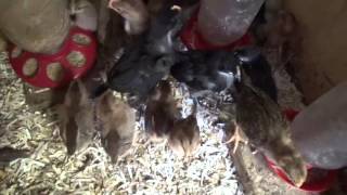 THE CHICKEN COOP Louisiana Incubators Eggs Chicks and Chickens [upl. by Russi]