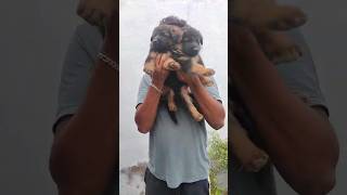 German Shepherd Bush Coat Puppies tamil pets puppy dogs germanshepherd gsd shorts [upl. by Mcquade]