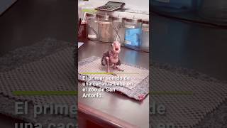 El primer sonido de una cacatúa bebé en el zoo de San Antonio [upl. by Nywrad]