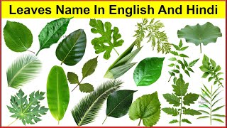 Leaves Name In English And Hindi With Pictures Name Of Leaves Different Types Of Leaves Leaf Name [upl. by Gnet26]