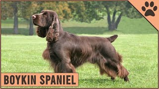 Boykin Spaniel Dog Breed Information  Dog World [upl. by Meara657]