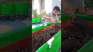 How to Use Cow Dung Compost Tips by HimGardener [upl. by Aenej]