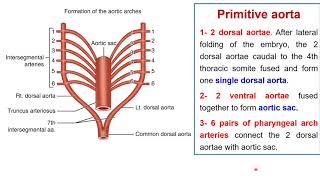 Development pharyngeal arch arteries  development aortic arch Foetal circulation [upl. by Dnalkrik]