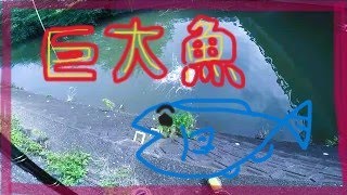 千葉県 巨大魚を求めて [upl. by Nodlew]