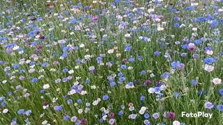 BEAUTIFUL CORN FLOWERS Centaurea CyanusSEOUL KOREA 🇰🇷 [upl. by Gnek]