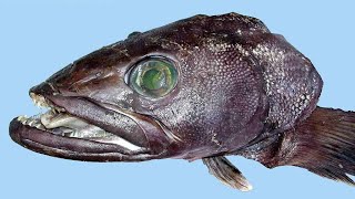 Facts The Patagonian Toothfish Chilean Sea Bass [upl. by Dwaine]