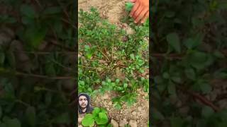 See This Edible Plant A Lot In The Garden gardening garden satisfying vegestables garden [upl. by Zucker343]