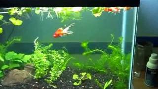 New 20 Gallon Tall Planted Goldfish Aquarium [upl. by Yelrahc]