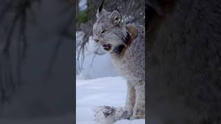 Canadian lynx cat  dashing and charming short wildcat animal documentary [upl. by Raddi]