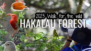 Hakalau forest Witnessing Hawaiian Native Honeycreepers  Big Island Hawaii [upl. by Yelekreb]