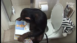 Humanized Chimpanzee Starts His Day Reading Books On The Toilet And  Kritter Klub [upl. by Leonanie]