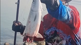 Amazing catch ll Milkfish fishing Hook fishing [upl. by Venola]