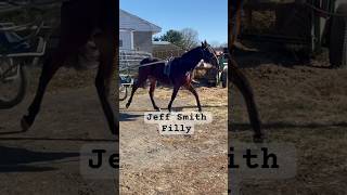 First time Jog cart shorts horse yearling harnessracing [upl. by Anyaj]