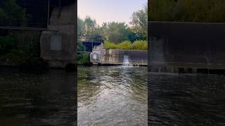 Did you guys see any Salmons here  Bowmanville Creek  Canada [upl. by Starinsky]