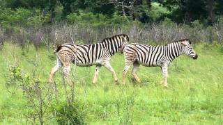 Zebre a Hluwawe [upl. by Burtis4]