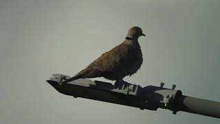 Eurasian collared dove Türkentaube  Streptopelia decaocto [upl. by Incrocci42]