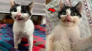 Woman Gives Stray Kitten a Chance at Full LifeWho Now Wears a Crooked Yet Gorgeous Smile Every Day [upl. by Inaj]