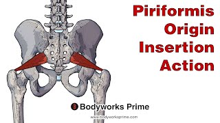 Piriformis Anatomy Origin Insertion amp Action [upl. by Ainezey]