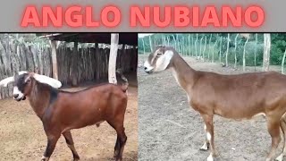 Bodes e cabras anglo nubiana [upl. by Shiri]