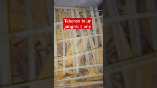 Penetasan Telur jangrik satu ons box kecil [upl. by Auqinom]