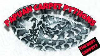 Everyone Needs A Papuan Carpet Python [upl. by Lai1]