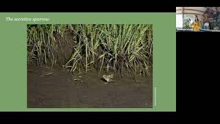 Feb 2023 Bayview Grace McCulloch Saltmarsh Sparrows [upl. by Fagan]