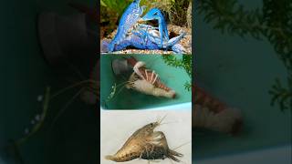 Crayfish mating video crayfishbreeding crayfishmating crayfishpair [upl. by Nnaeitak]