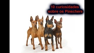 10 Curiosidades sobre o Cão Pinscher [upl. by Rosdniw78]