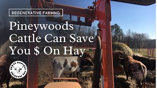 Pineywoods Cattle can Save you Money on Hay [upl. by Ylus]