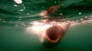 Great White Sharks in SouthAfrica 2022 [upl. by Kirbee]