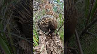 Echidna in the heathland [upl. by Cowles]